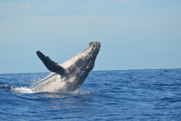 A Humpback Whale Breaching In A Blue Ocean Under Clear Skies.