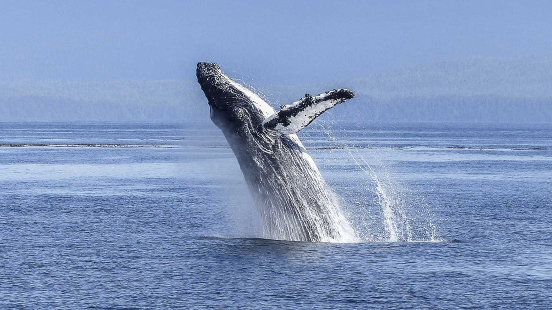 Seaforth Baot Rentals Winter Whale Excursion Img1 - Seaforth Boat Rentals